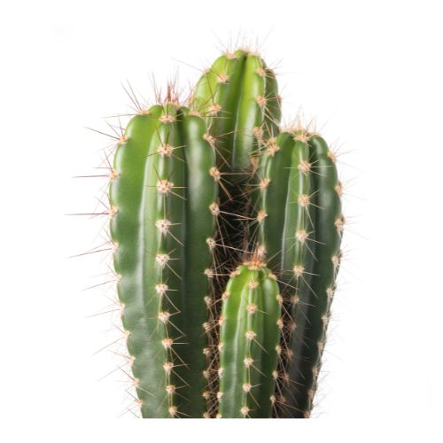 Cactus_Orgánico_Ingrediente_Natural_Mipelazo
